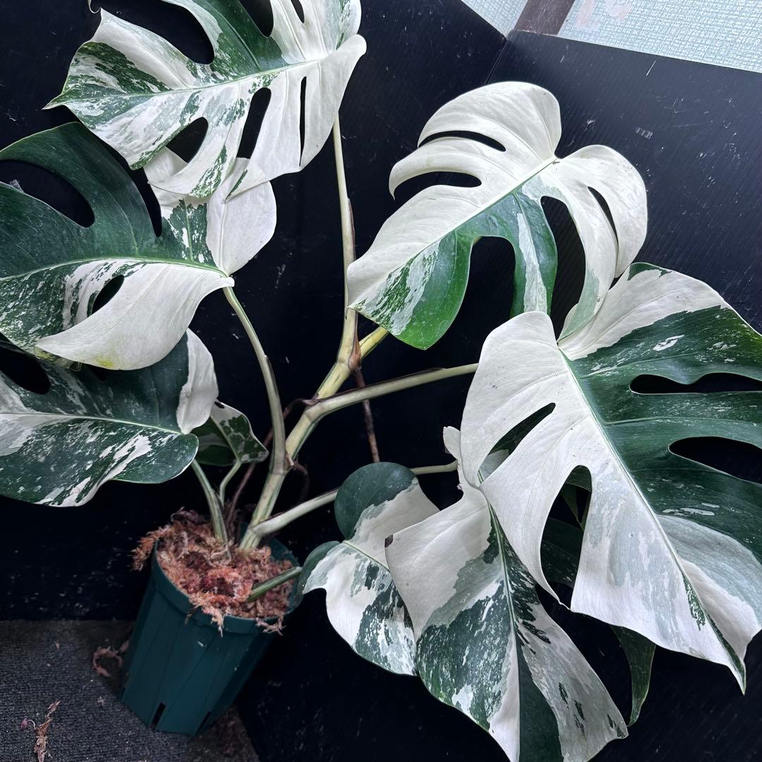 Y*H様 斑入りモンステラ ホワイトタイガー極美大株68cm白斑多