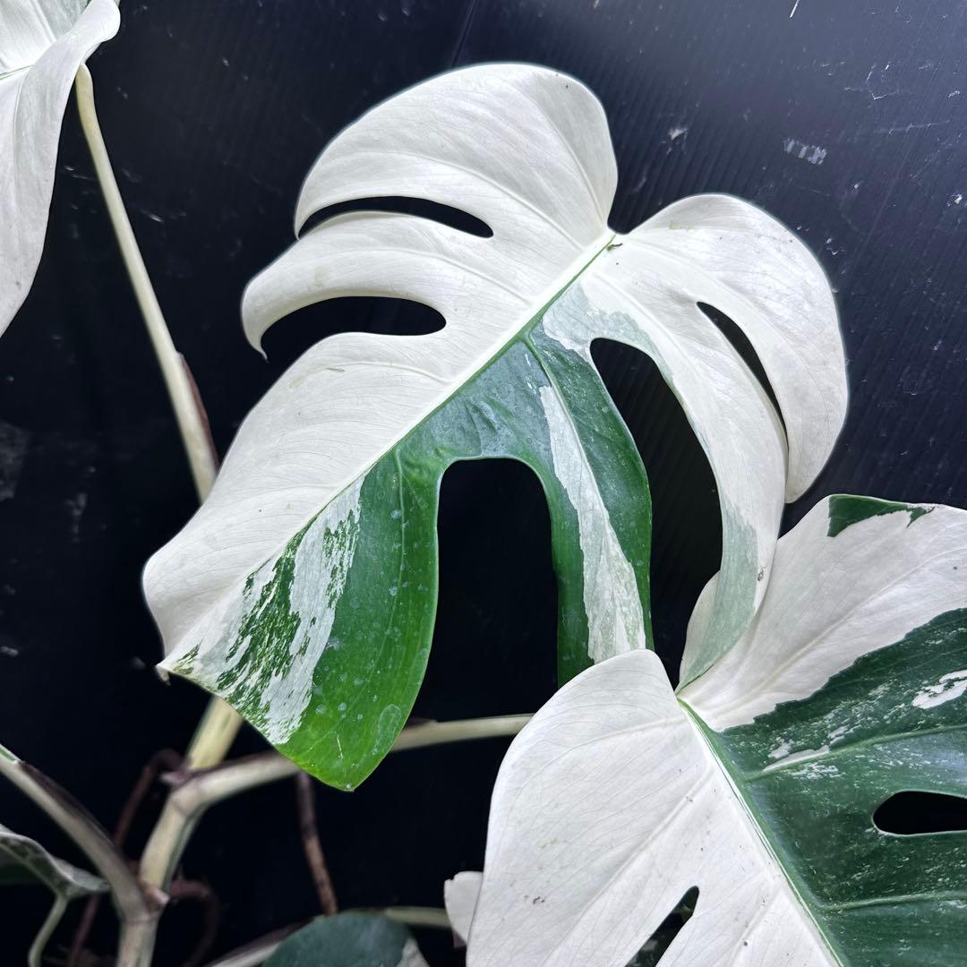 Y*H様 斑入りモンステラ ホワイトタイガー極美大株68cm白斑多