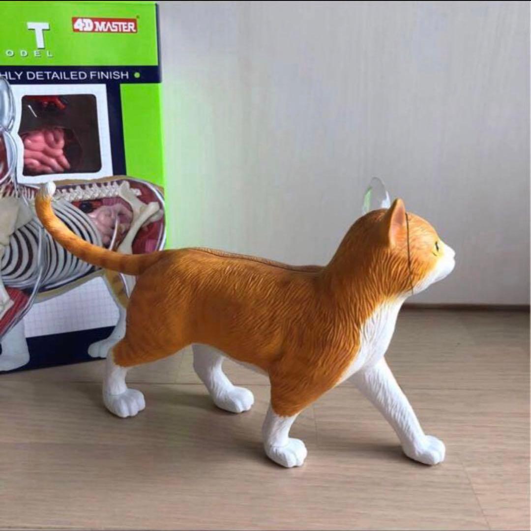 スカイネット立体パズル 4D VISION 猫解剖 モデル 茶白 青島文化教材社