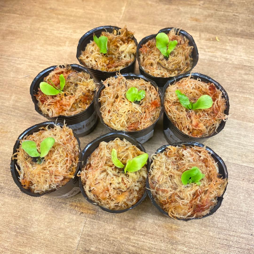 Connect/Link様リクエスト　ビカクシダ胞子培養子株お得6種＋8種