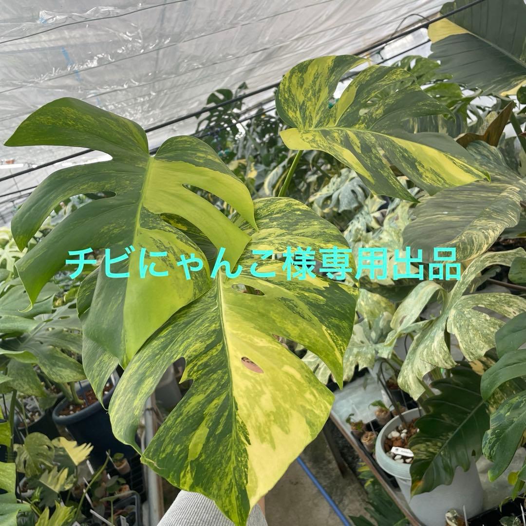 チビにゃんこ出品　モンステラ　ボルギシアナ　オーレア