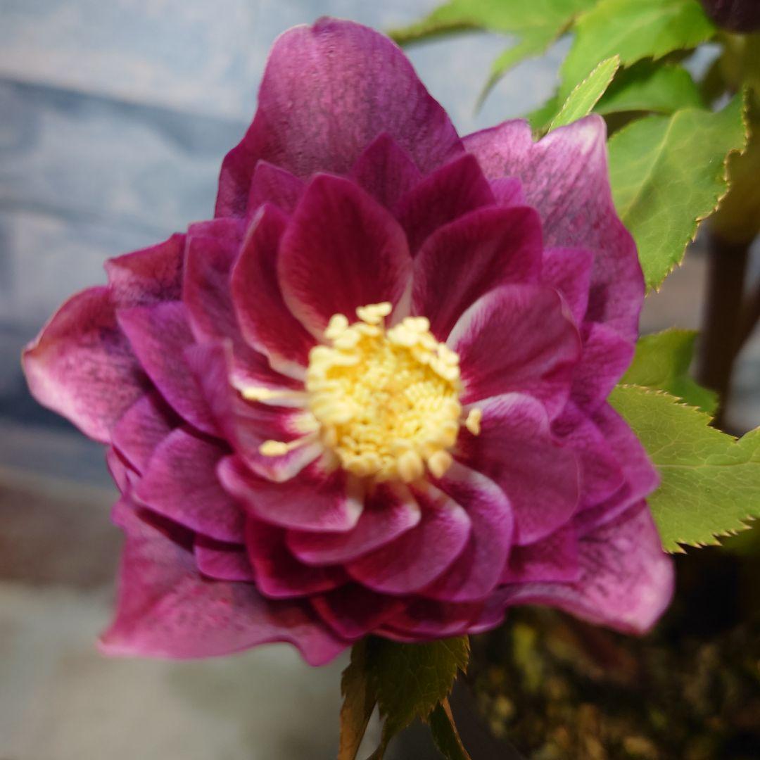 N*H様 ☀️ クリスマスローズ開花株☀️ 6号スリットポット植え ☀