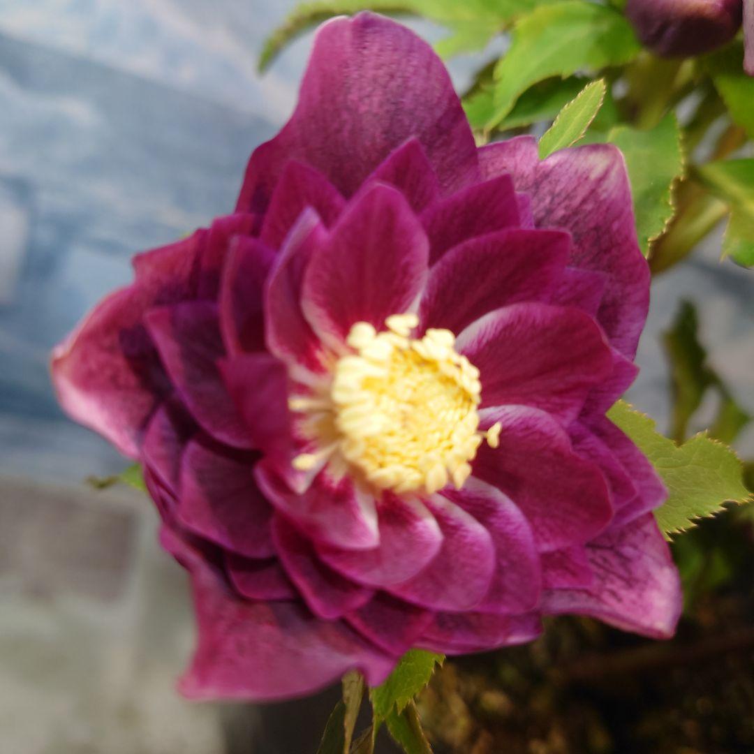 N*H様 ☀️ クリスマスローズ開花株☀️ 6号スリットポット植え ☀