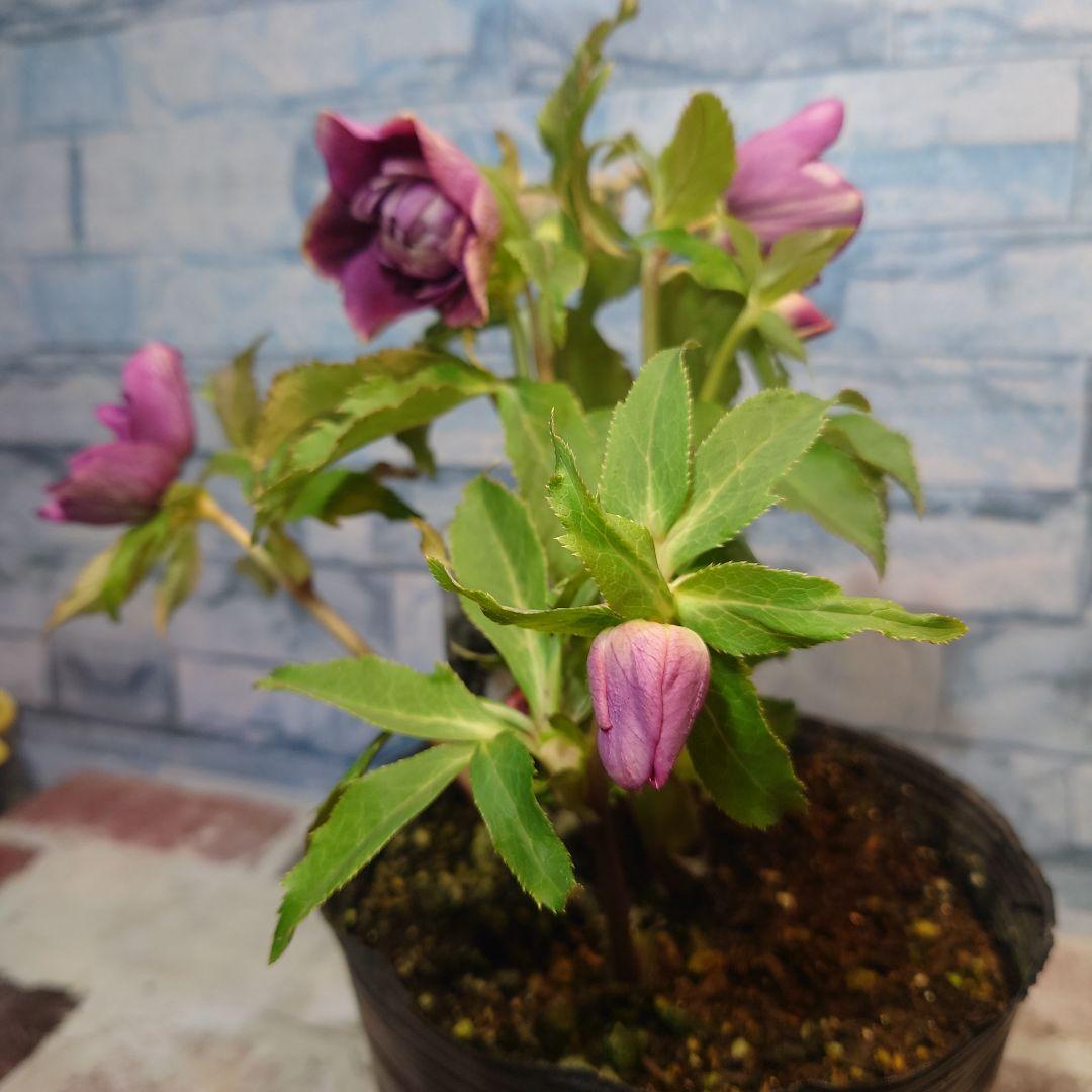 N*H様 ☀️ クリスマスローズ開花株☀️ 6号スリットポット植え ☀