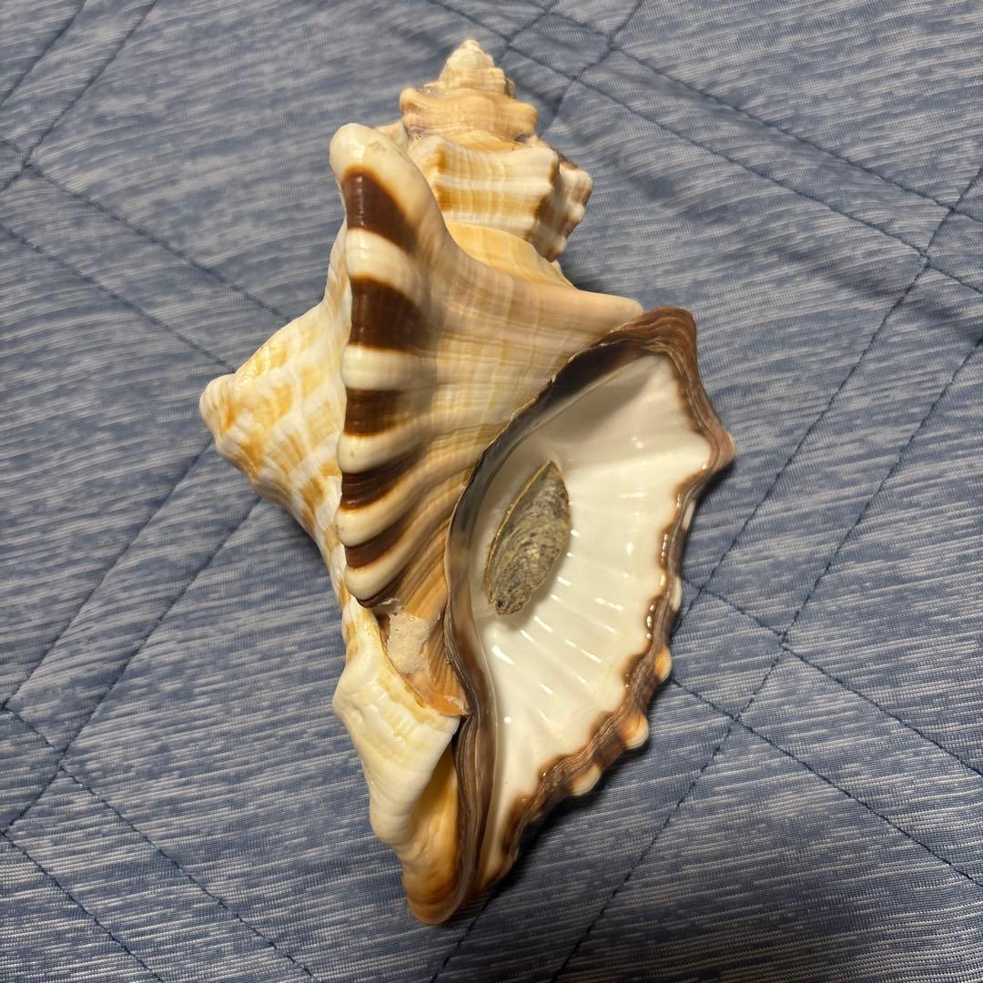 (専用)ダイオウコウモリ