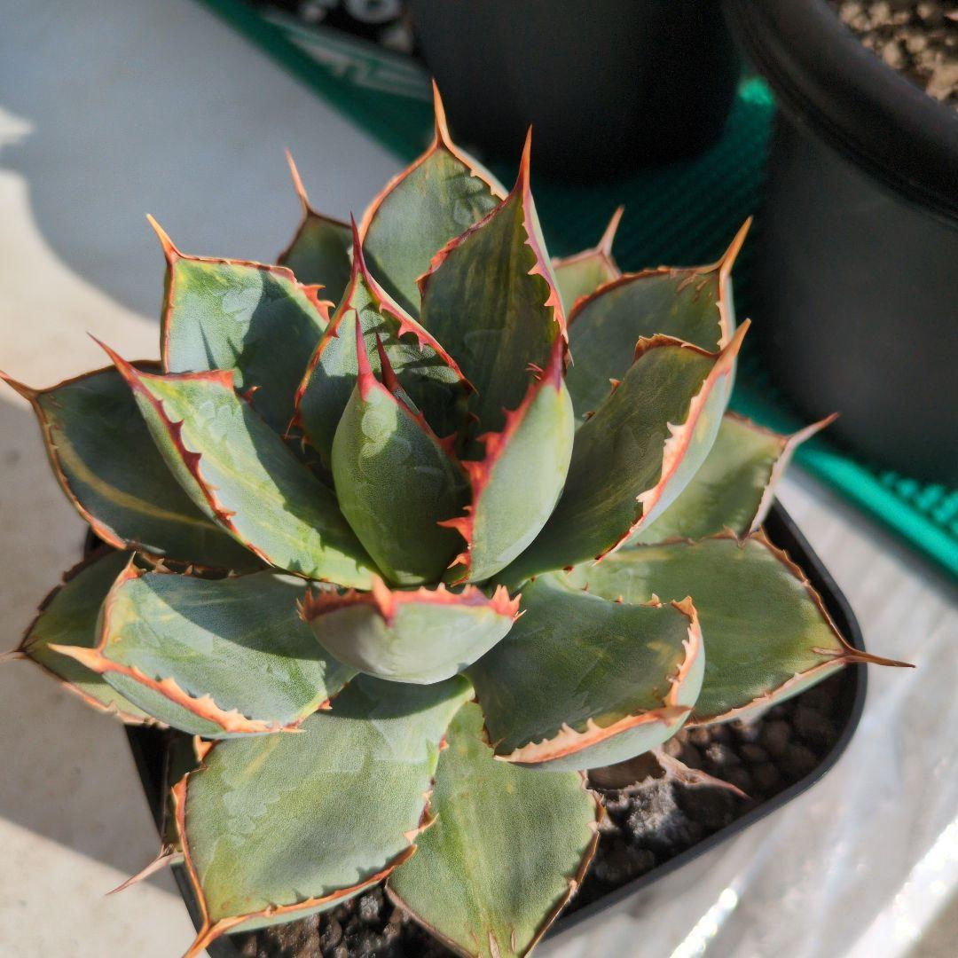 アガベ　ハイブリッド　瀧雷☓甲蟹　縞斑　斑入り　希少　子株付き