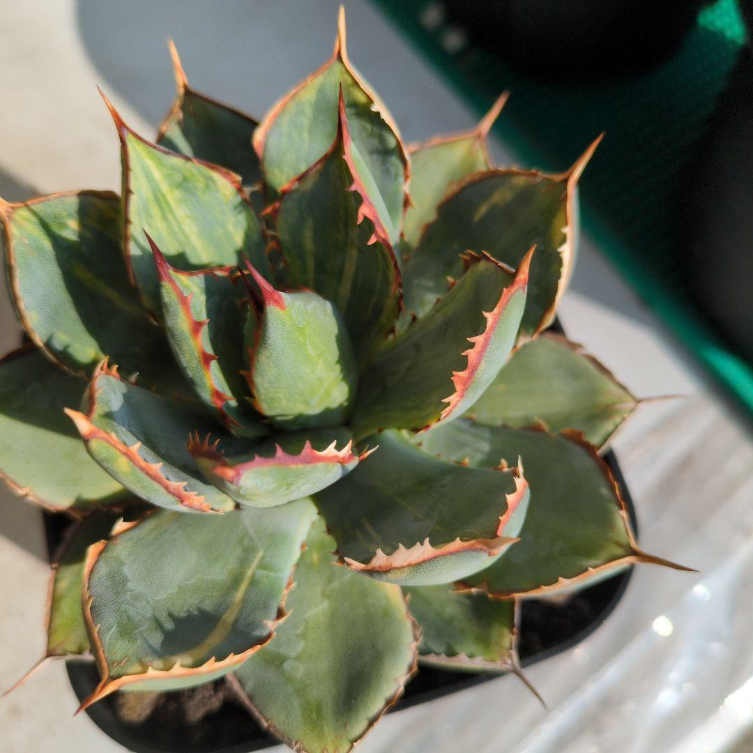 アガベ　ハイブリッド　瀧雷☓甲蟹　縞斑　斑入り　希少　子株付き