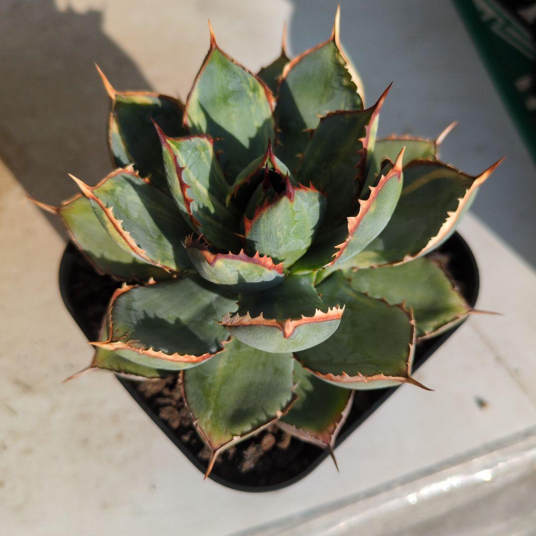 アガベ　ハイブリッド　瀧雷☓甲蟹　縞斑　斑入り　希少　子株付き