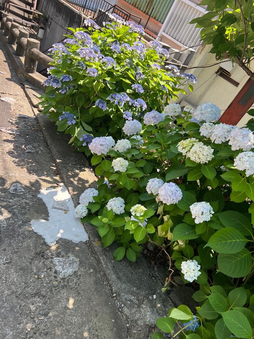 クレンジング・メイク落とし jonathan