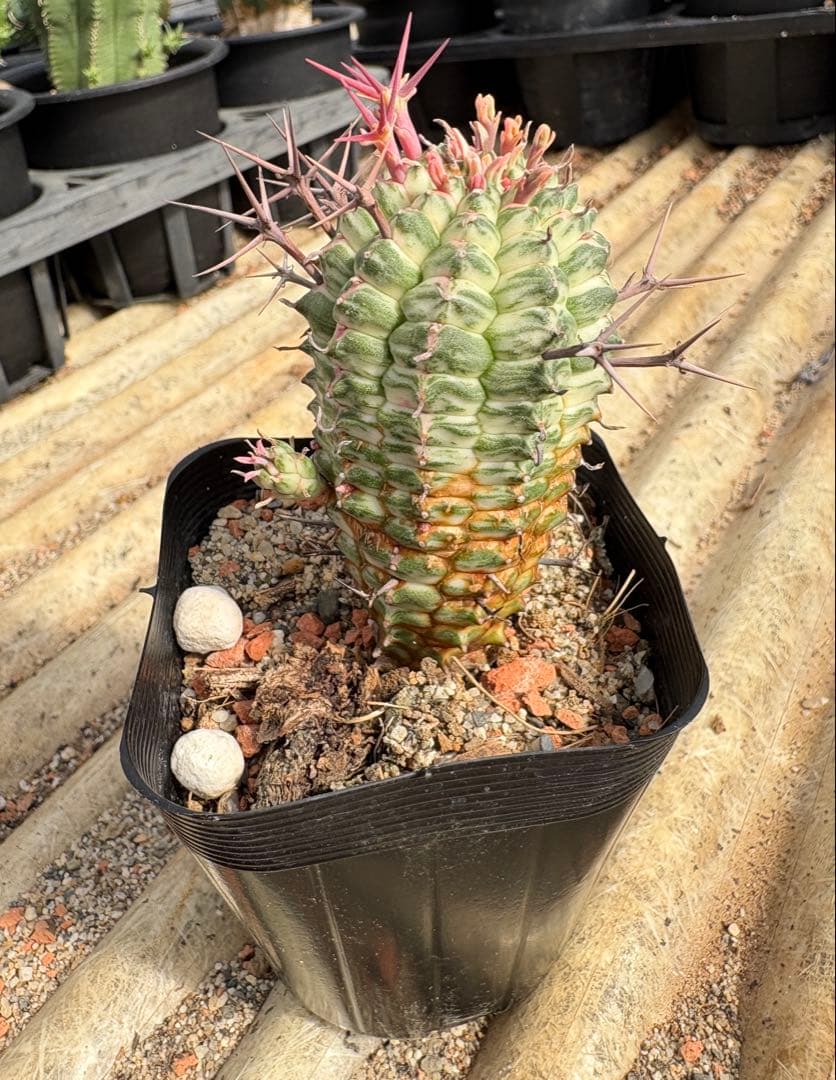 ユーフォルビア　群星冠錦　子株付き