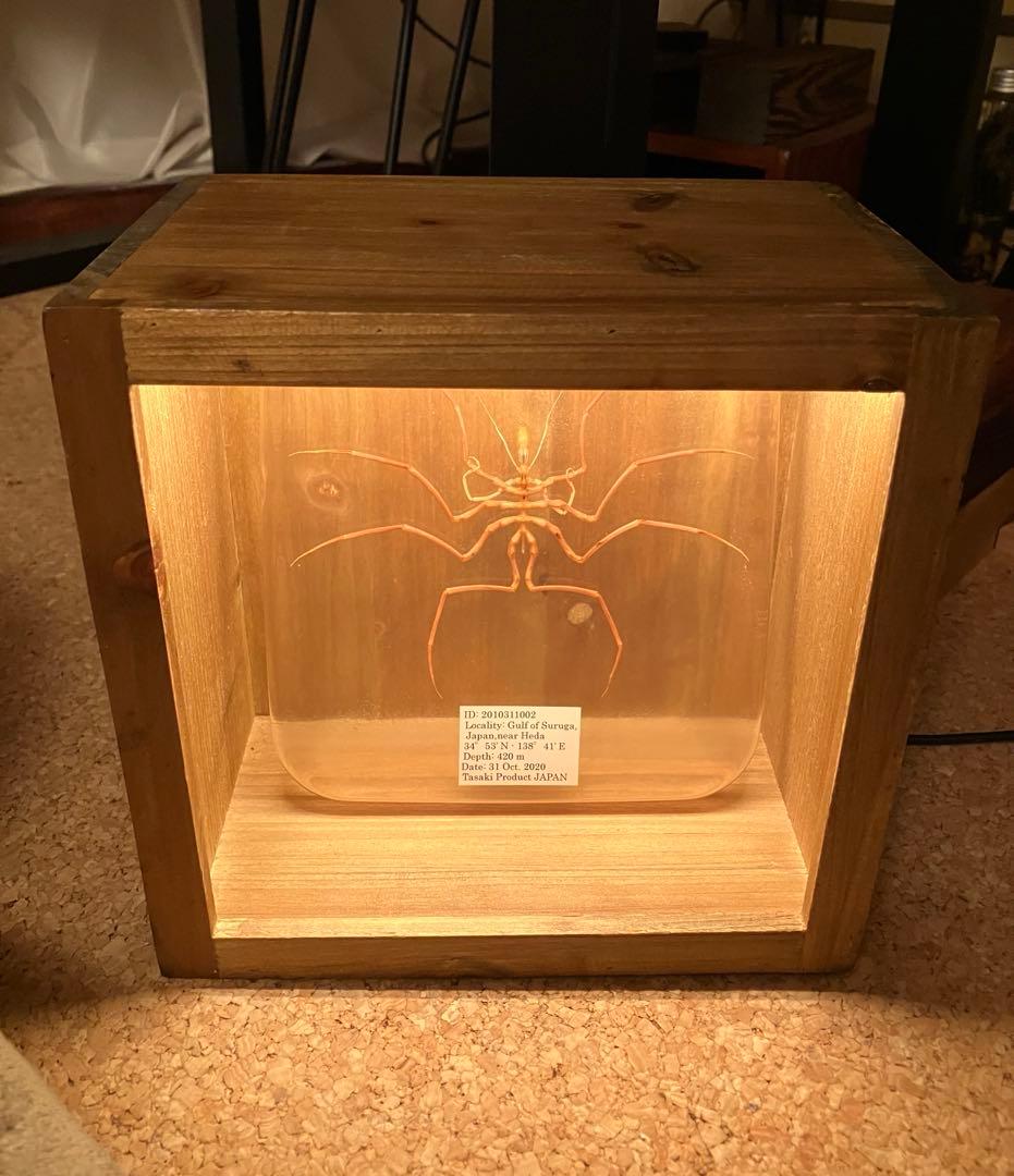 ウミグモ　深海生物樹脂封入標本 LEDライト付き 木製ケース