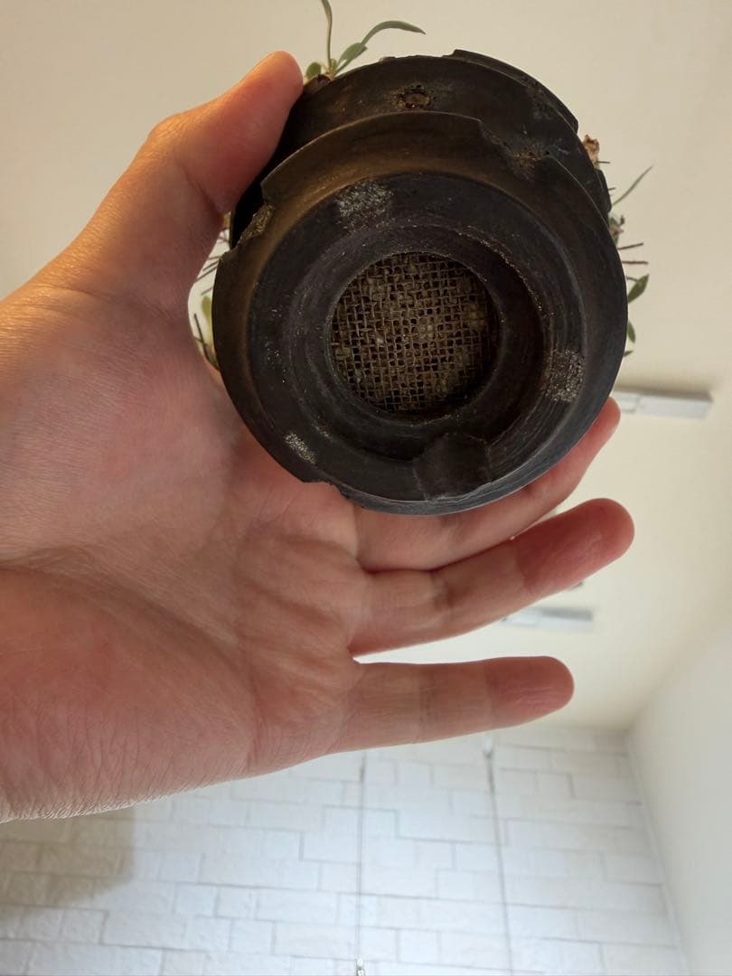 ユーフォルビオイデス　raw life factory お山の大将