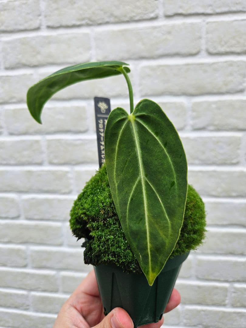 【超希少】アンスリウム ワロクアーナム × レガレ 花宇宙 ドリームガーデン