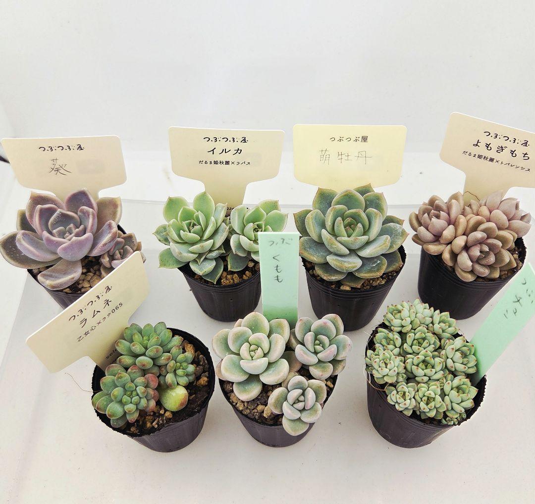 シナモン＠様 全10苗 ネコポス送料込