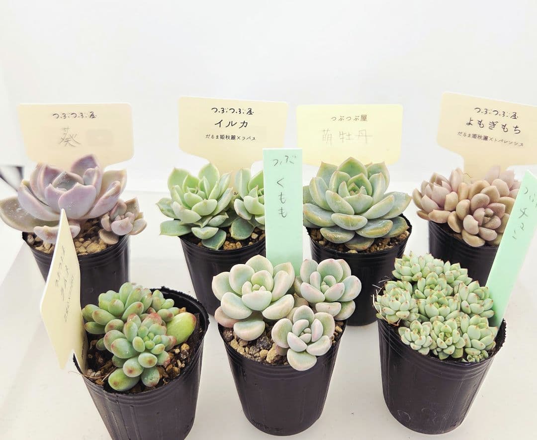 シナモン＠様 全10苗 ネコポス送料込