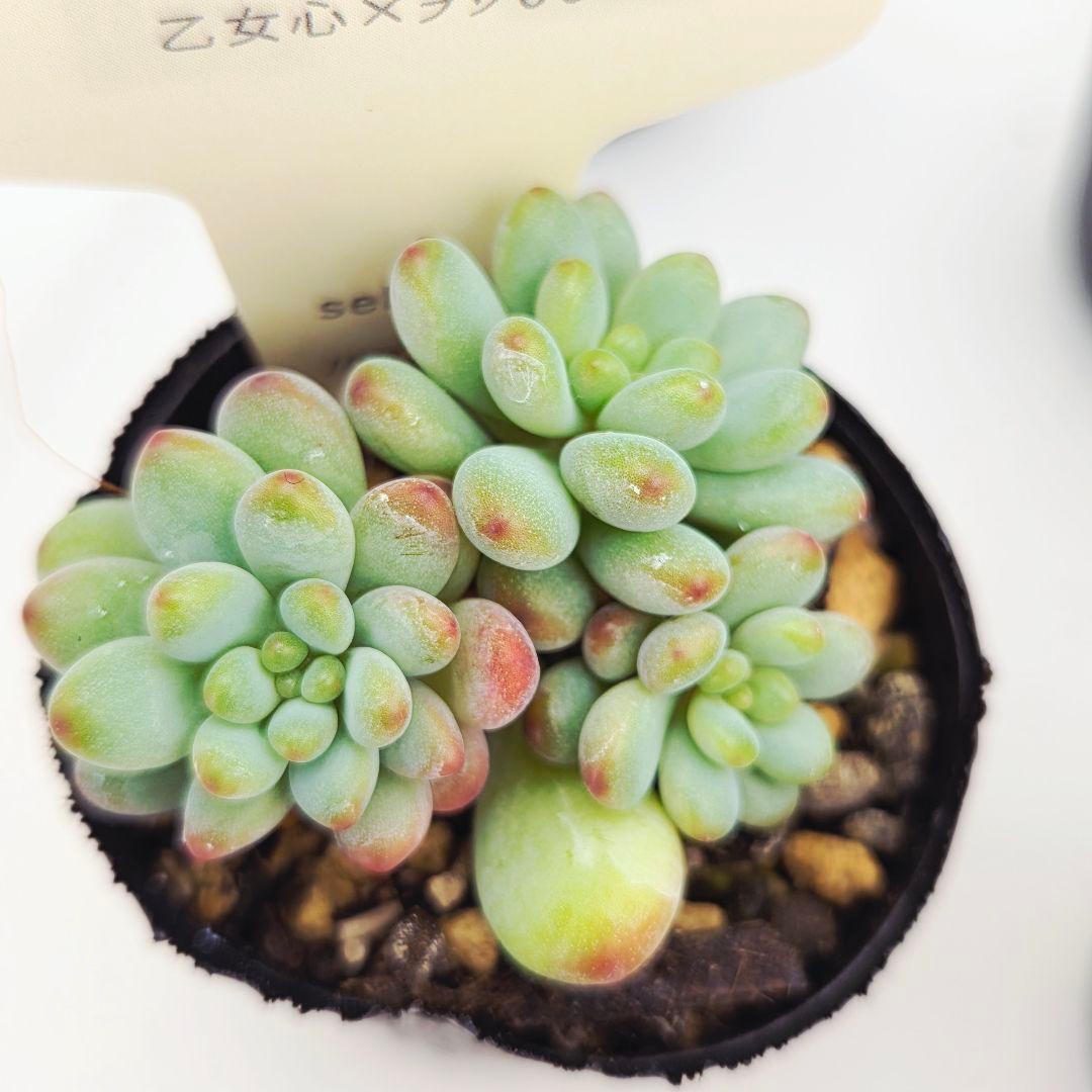 シナモン＠様 全10苗 ネコポス送料込