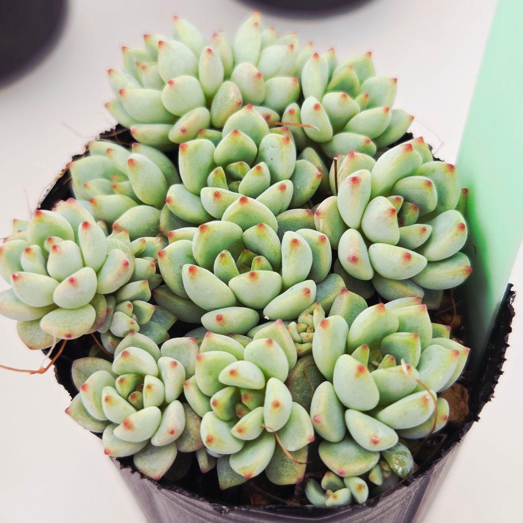 シナモン＠様 全10苗 ネコポス送料込