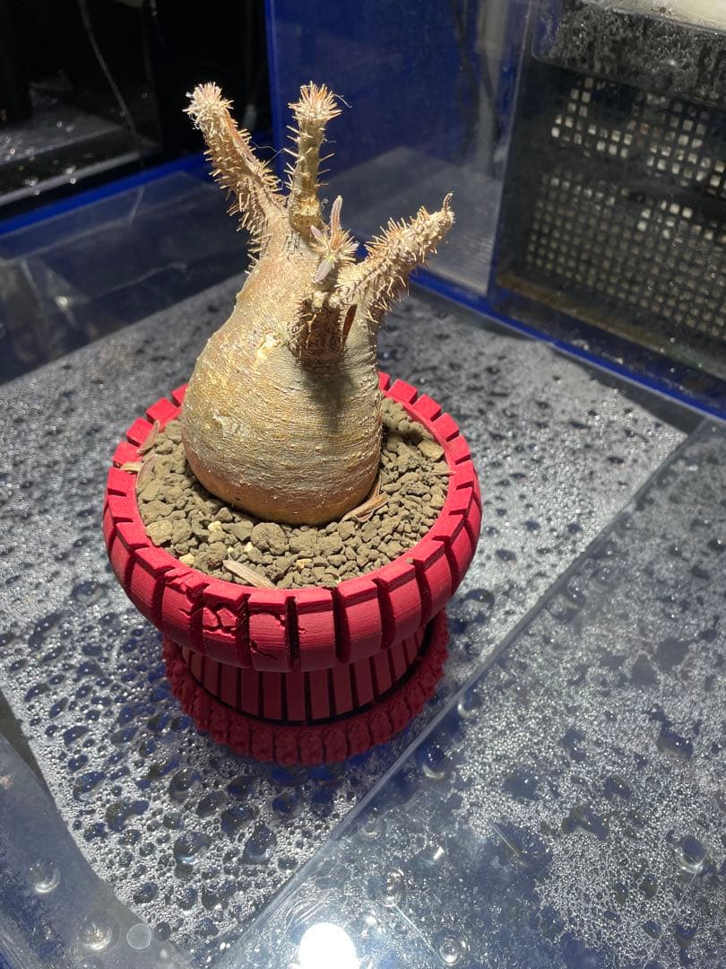 グラキリス現地球発根済み+3Dプリンター鉢