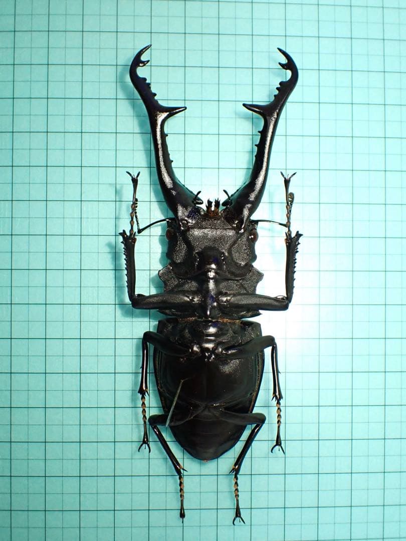 木内【標本】ギラファノコギリクワガタ　フローレス島産 113.3 野外品