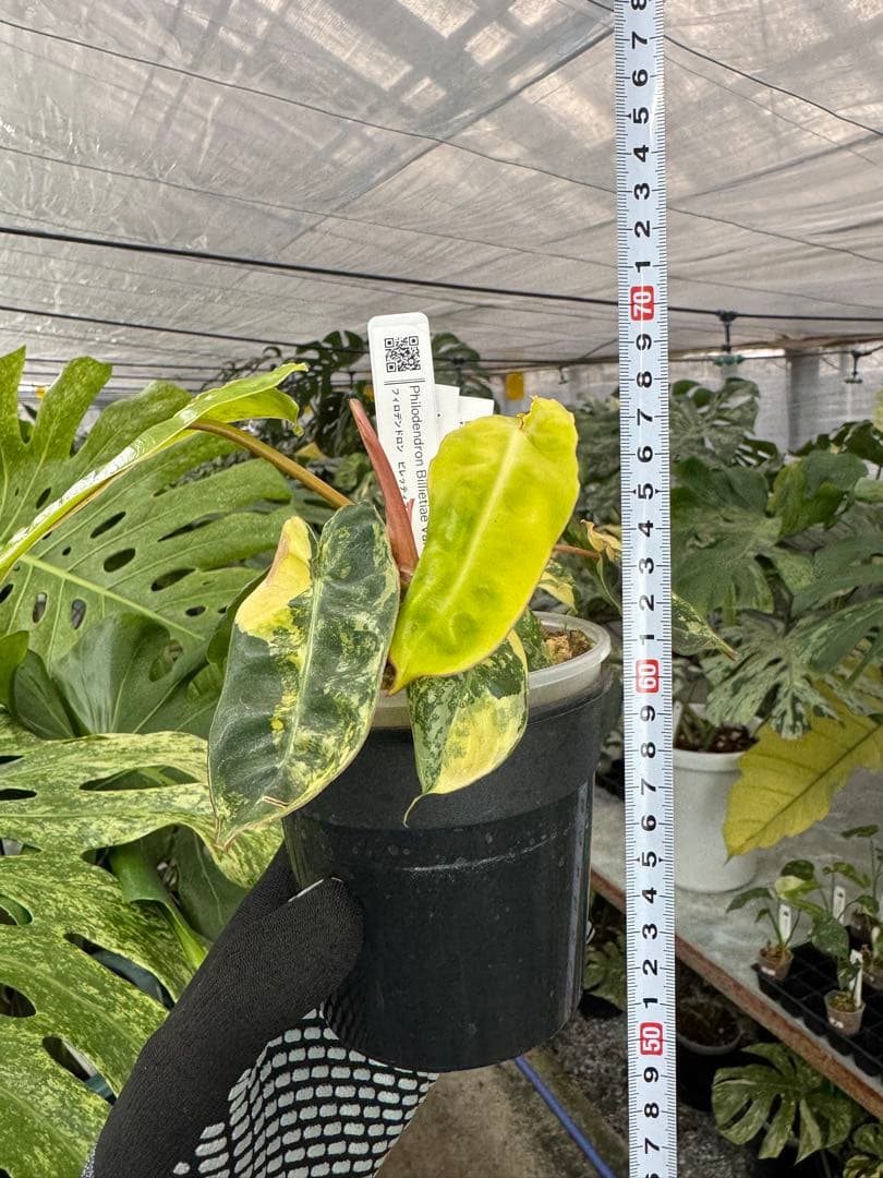 5フィロデンドロン　ビレッティア　斑入り