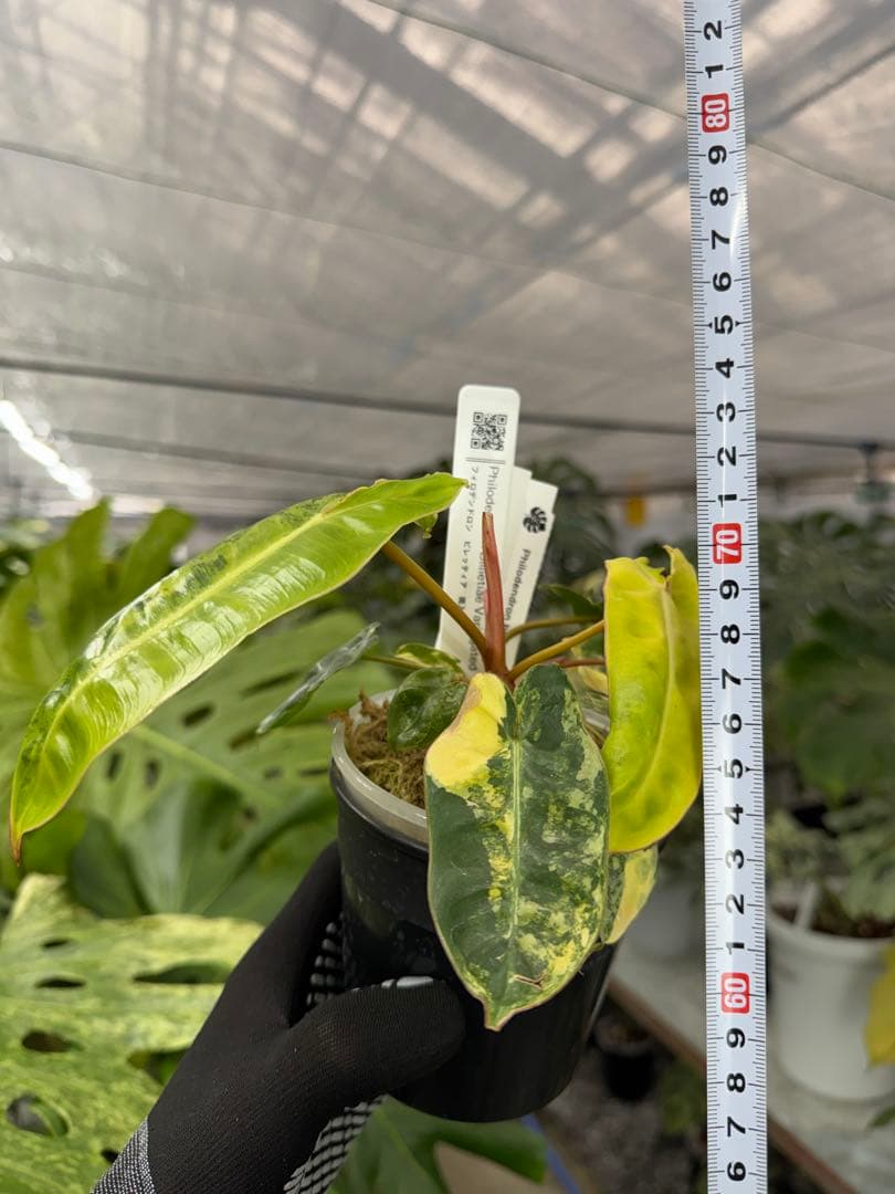 5フィロデンドロン　ビレッティア　斑入り