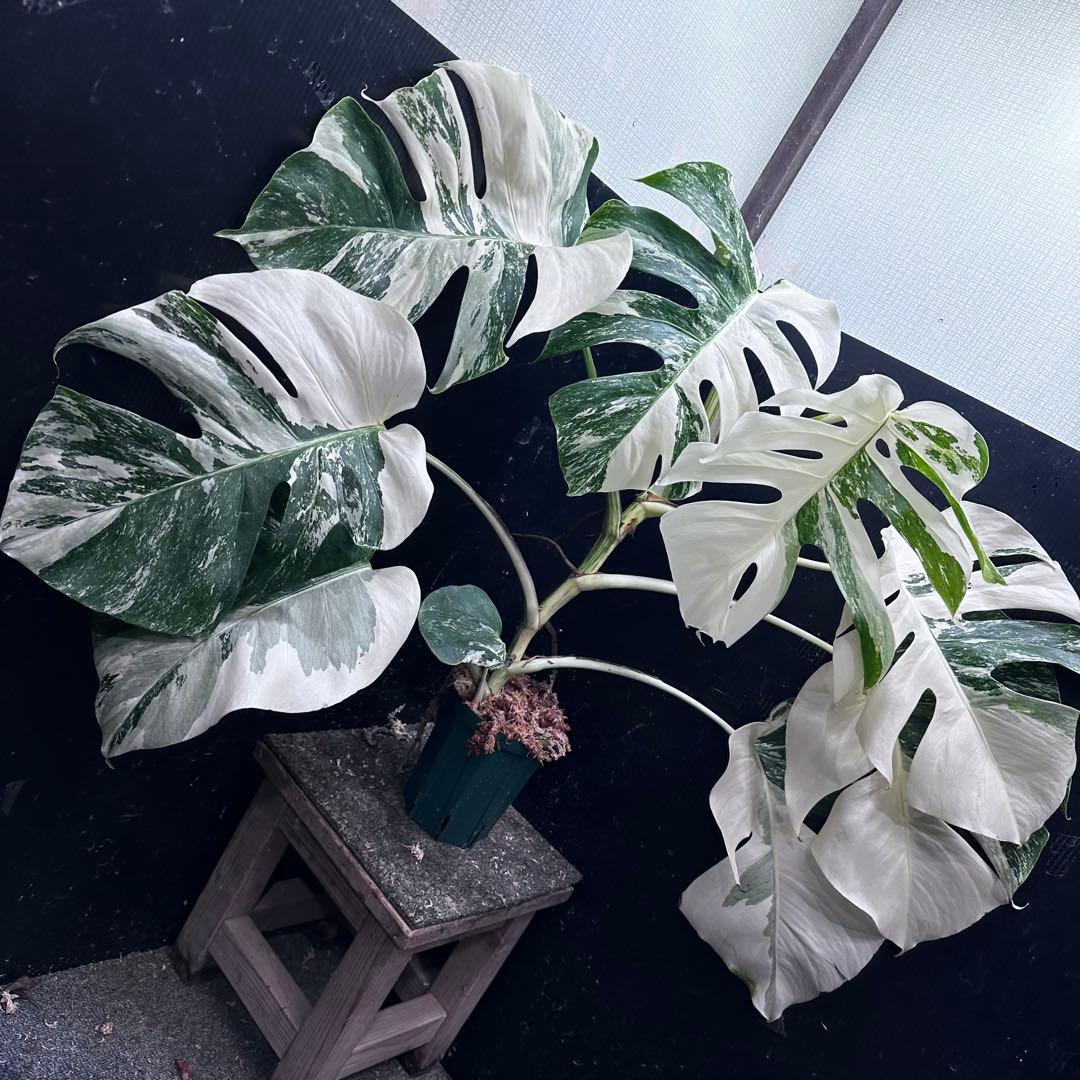ま*さ様 斑入りモンステラ ホワイトタイガー極美大株62cm白斑多