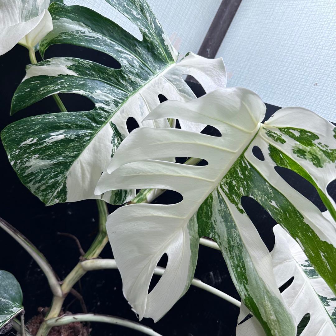 ま*さ様 斑入りモンステラ ホワイトタイガー極美大株62cm白斑多