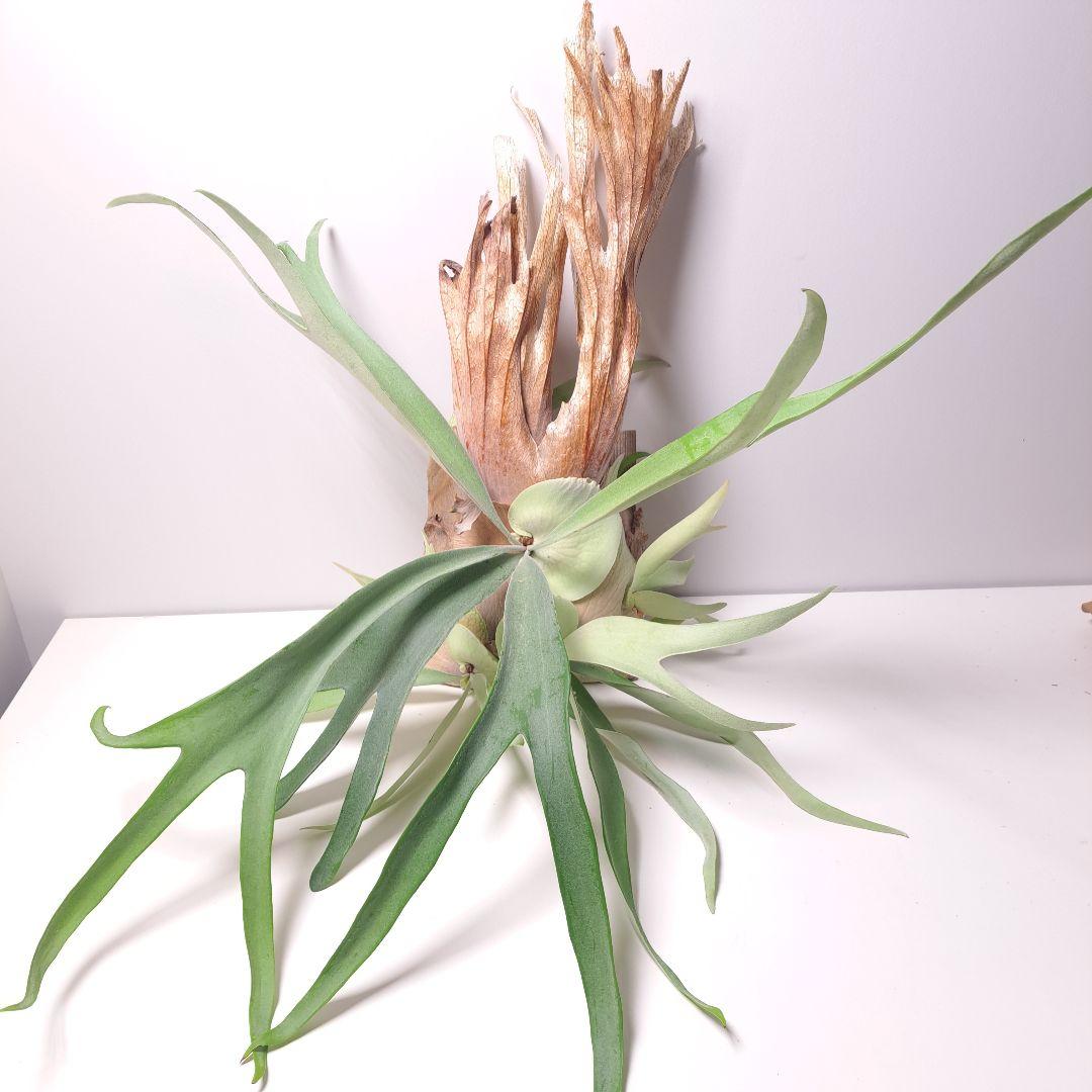 あ*す様 P.veitchii 大株 ビカクシダ 現品 観葉植物