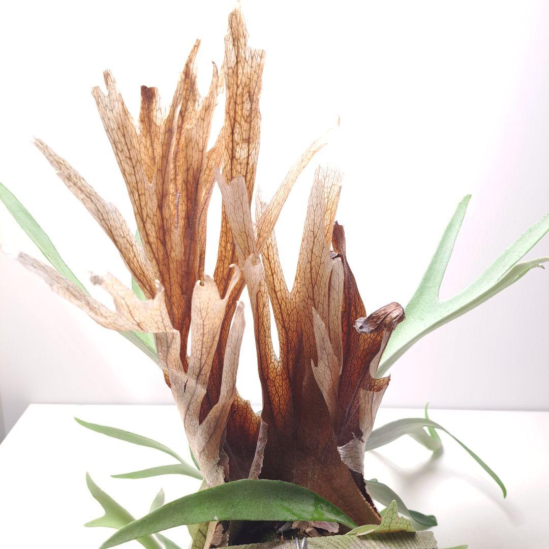 あ*す様 P.veitchii 大株 ビカクシダ 現品 観葉植物