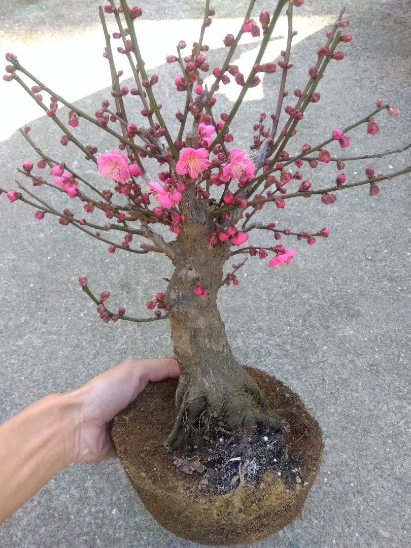 梅　盆栽　6号鉢相当　幹太❗　い