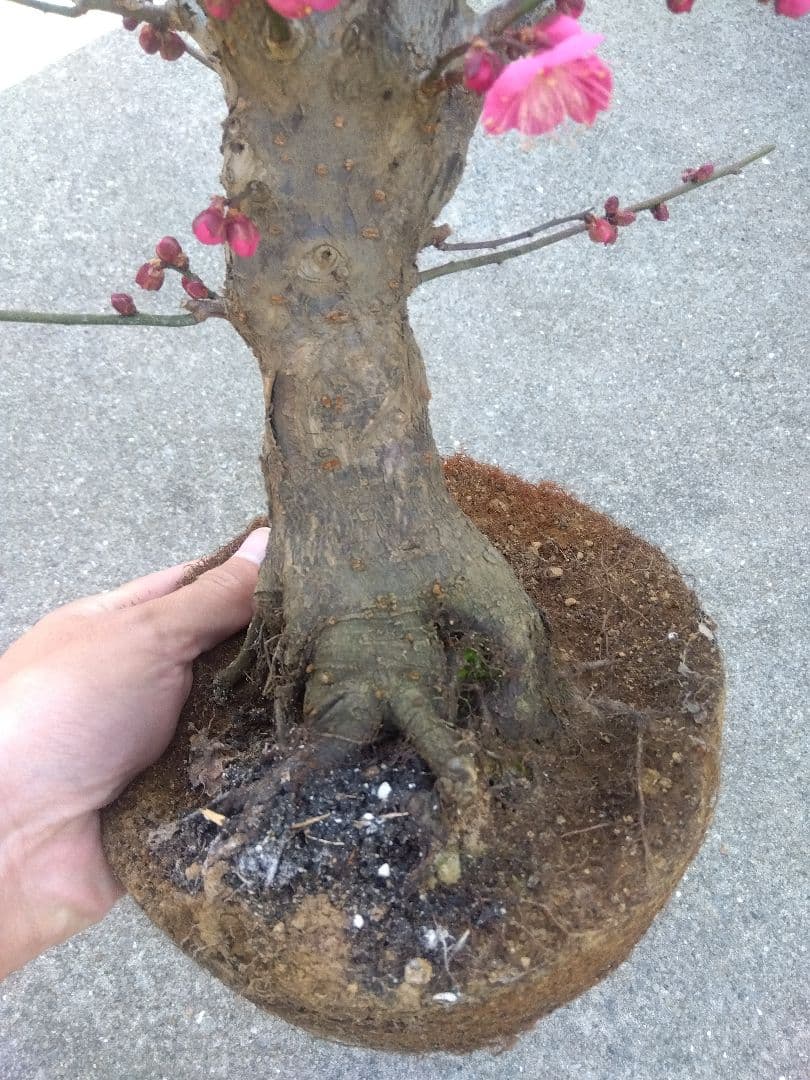 梅　盆栽　6号鉢相当　幹太❗　い
