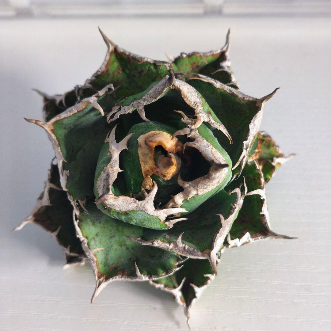 楓*様 アガベ　チタノタ　清櫻