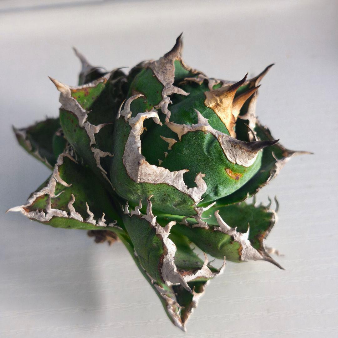 楓*様 アガベ　チタノタ　清櫻