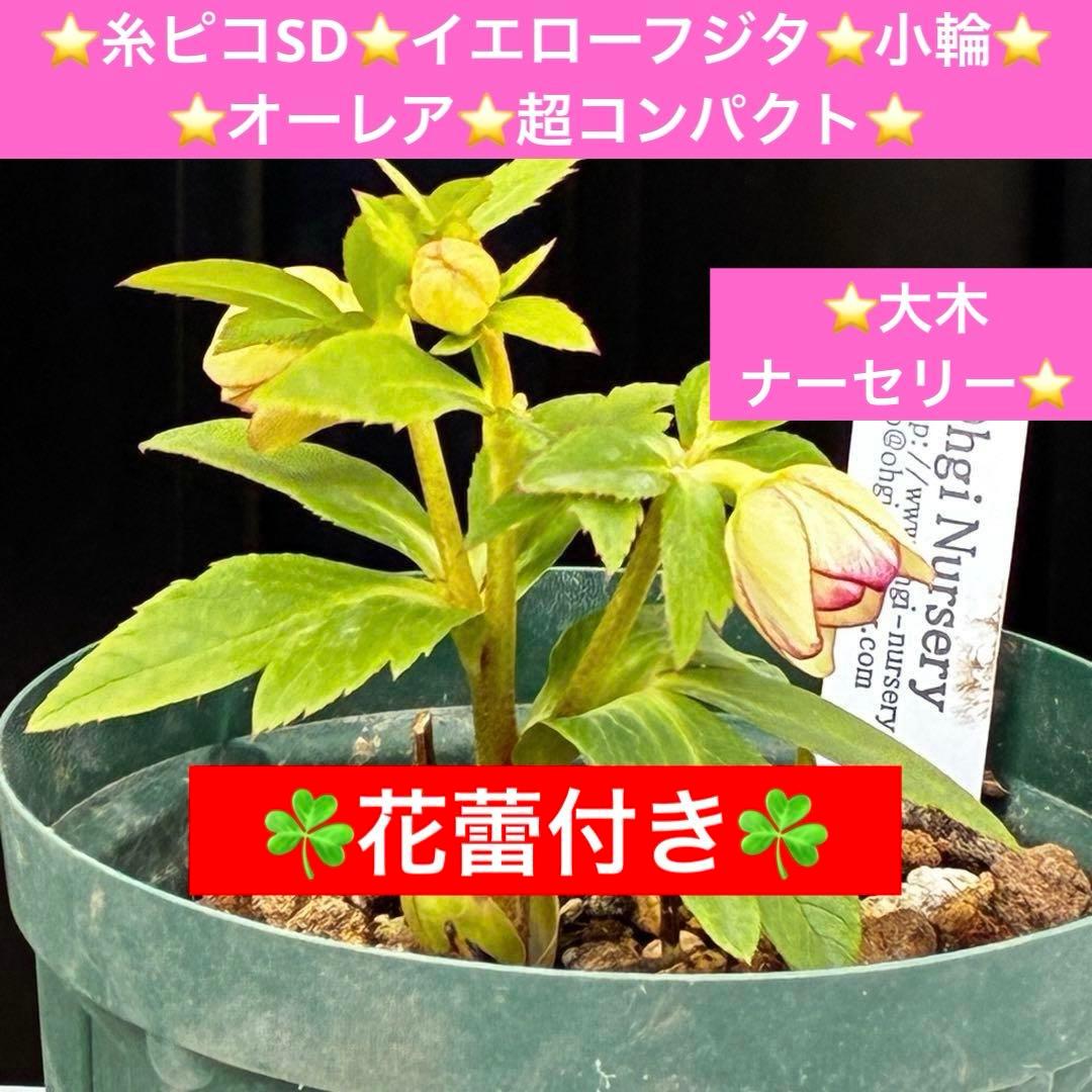 ヘ*6様 571☘️花蕾付☘️⭐️糸ピコSD⭐️イエローフジタ⭐️小輪⭐️オーレ