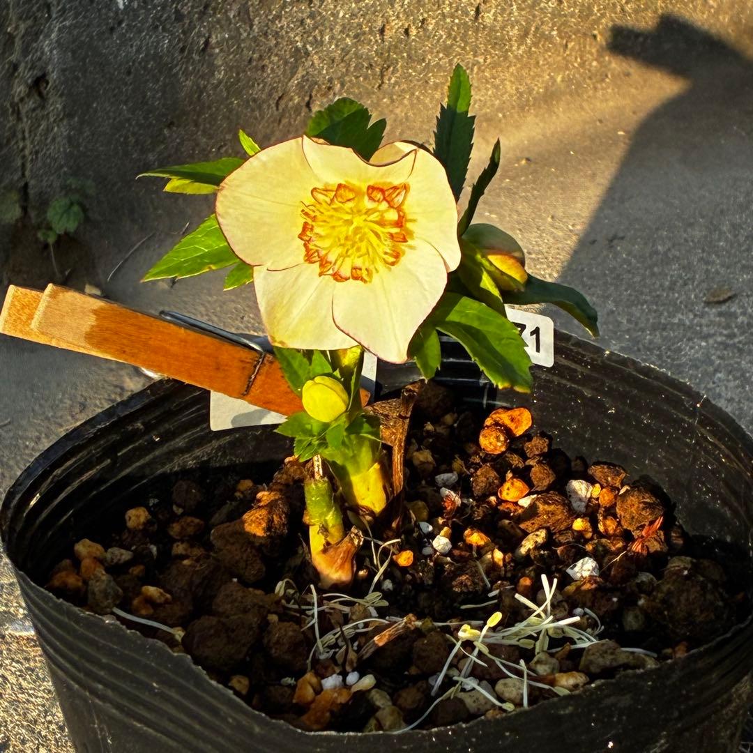 ヘ*6様 571☘️花蕾付☘️⭐️糸ピコSD⭐️イエローフジタ⭐️小輪⭐️オーレ