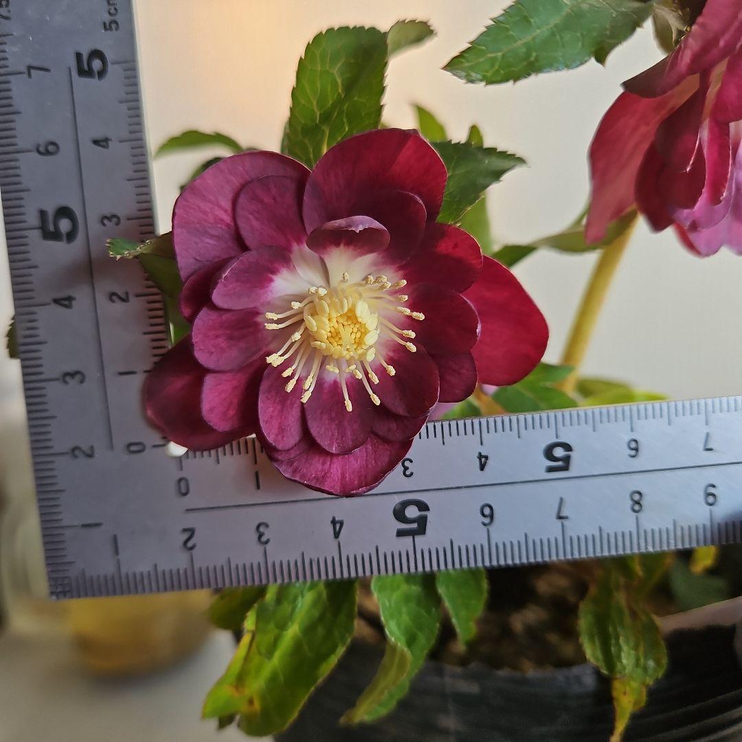 AYA♪LA、、、様ご購入苗㉖-254㉖-301クリスマスローズ