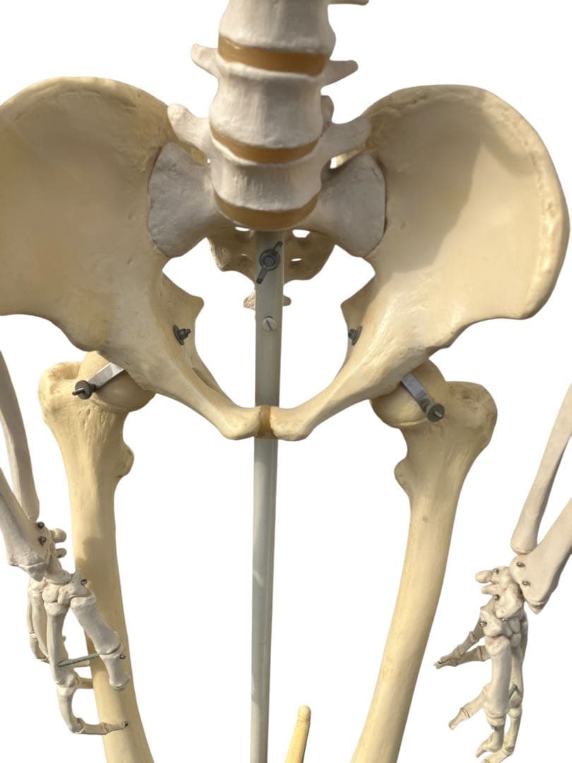 3B Scientific 人体骨格模型 約170cm 全身骨格 キャスター付き