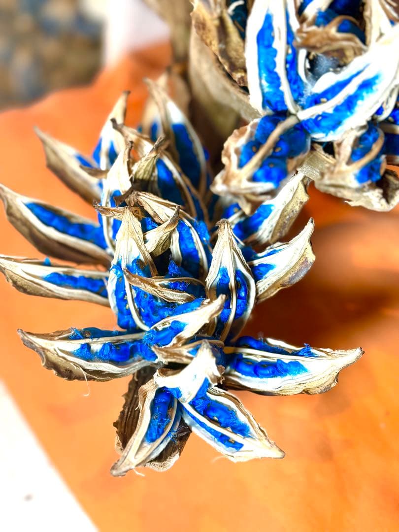 75 旅人の木 11房 特別割引価格 今季物 逸品 宮古島産