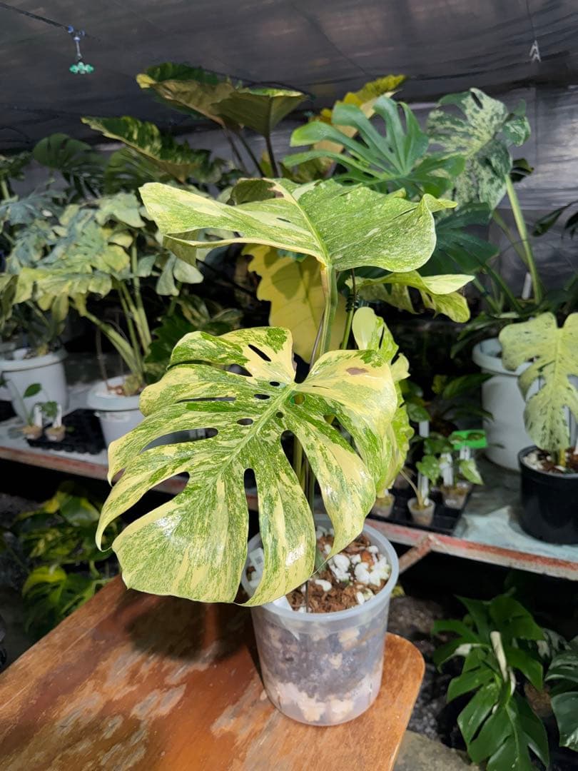 早い者勝ち　モンステラ　デリシオーサ　レガシー　久々絶美斑入り株