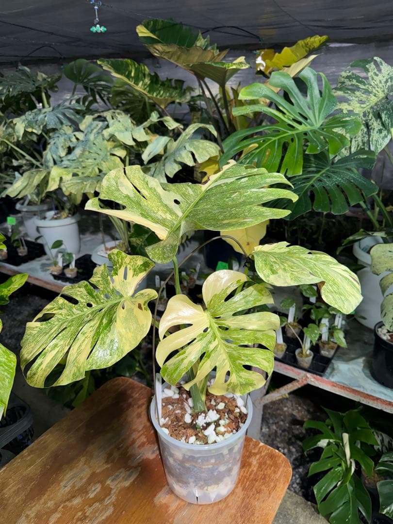 早い者勝ち　モンステラ　デリシオーサ　レガシー　久々絶美斑入り株