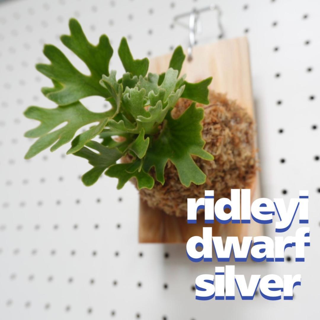 ビカクシダ リドレイ ドワーフ シルバー 板付　R-4