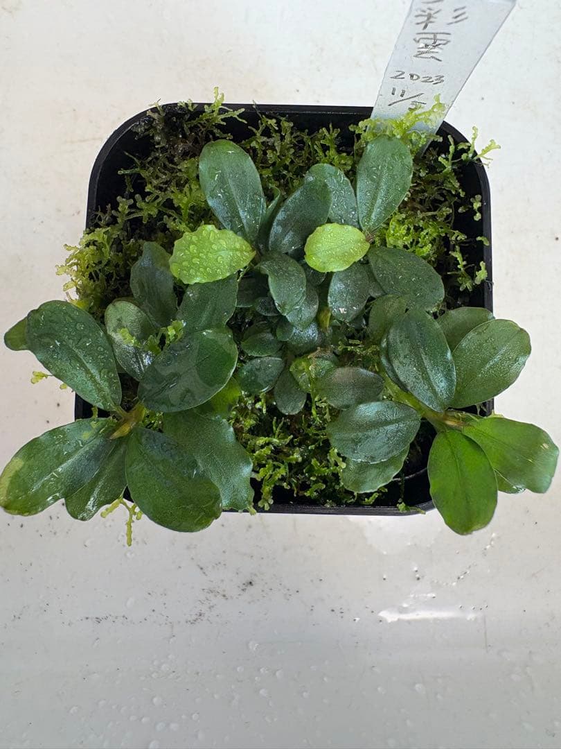 ブセファランドラ sp.彩雲 全て