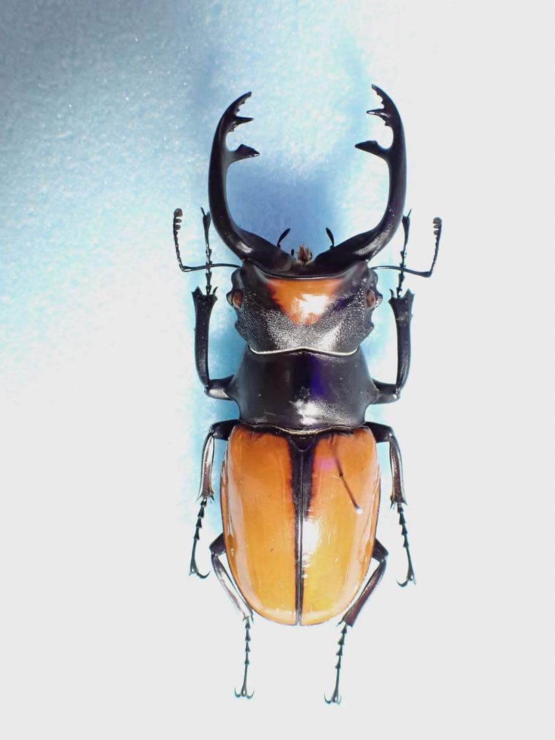 ナカジ　クワガタ標本