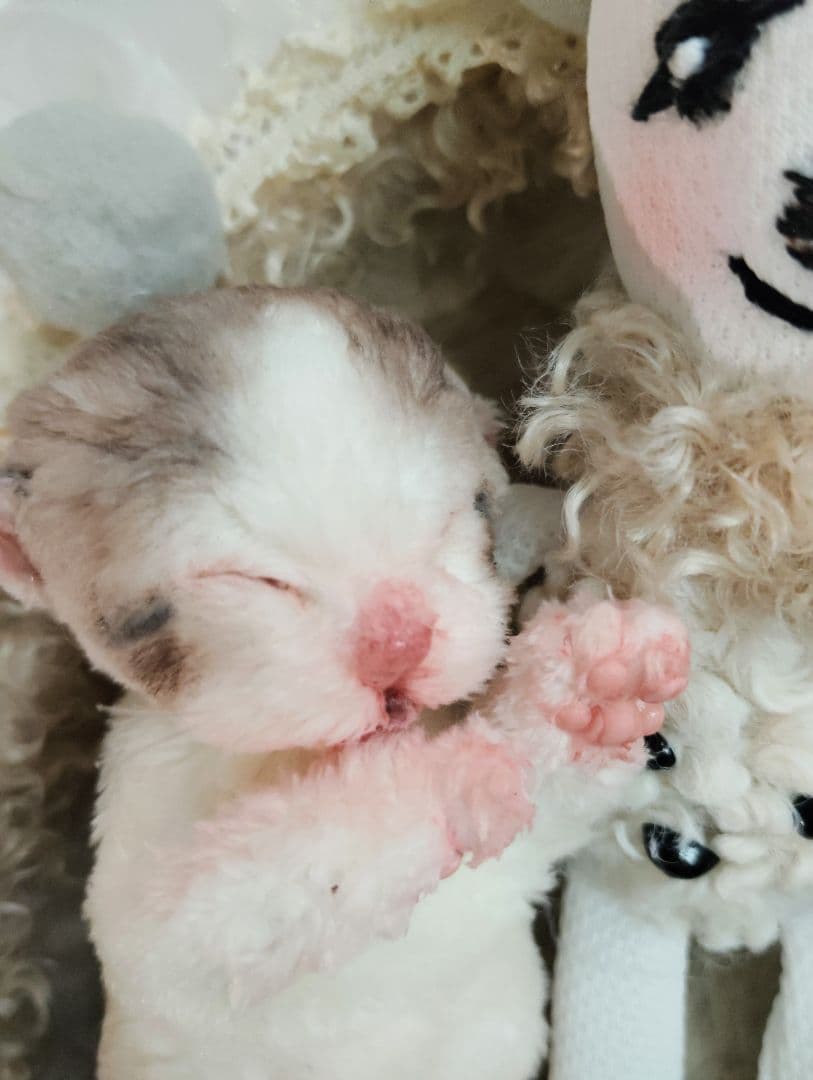 ママ募集❤生後１日子猫ちゃん♡バスケットとクマたん♡アートドール♡ぬいぐるみ♡