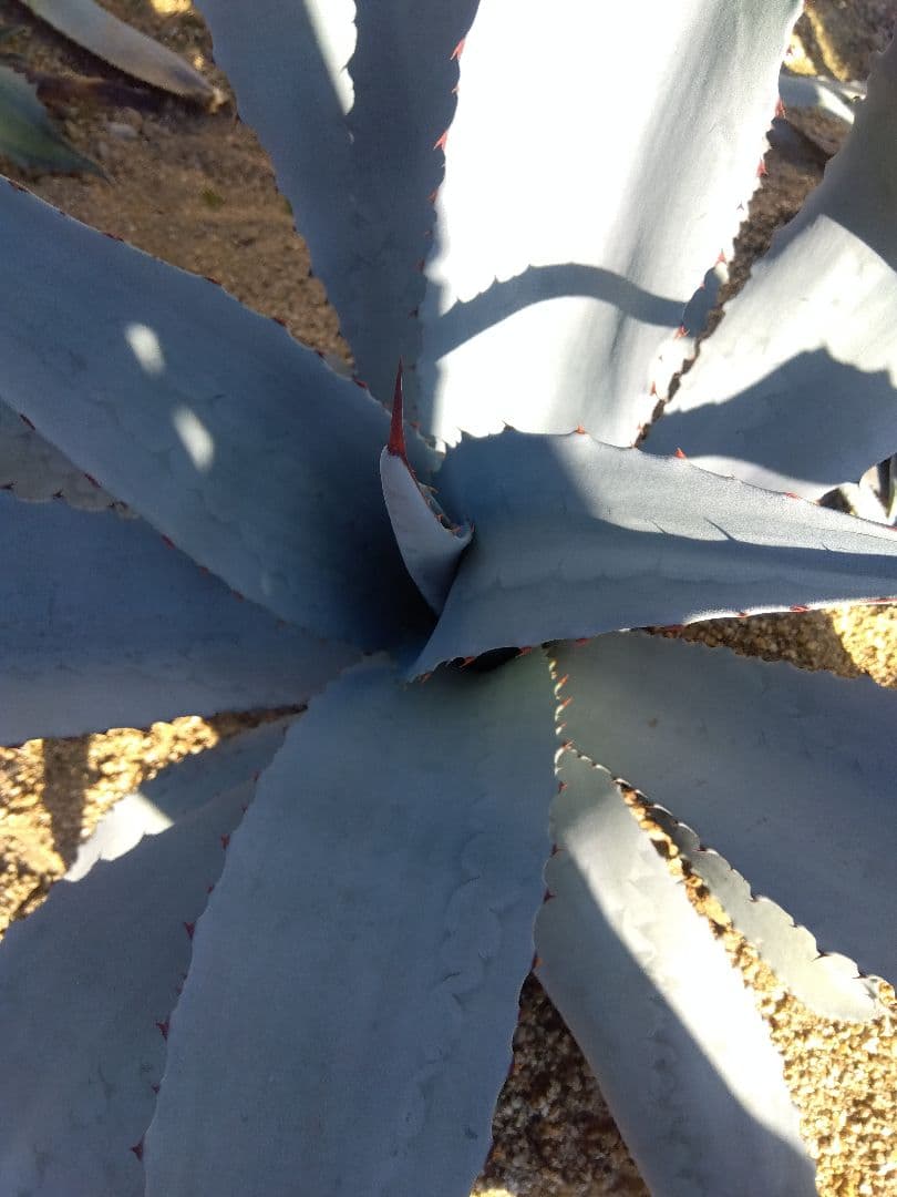 アガベ　フランゾシニー　大株カキコ❗