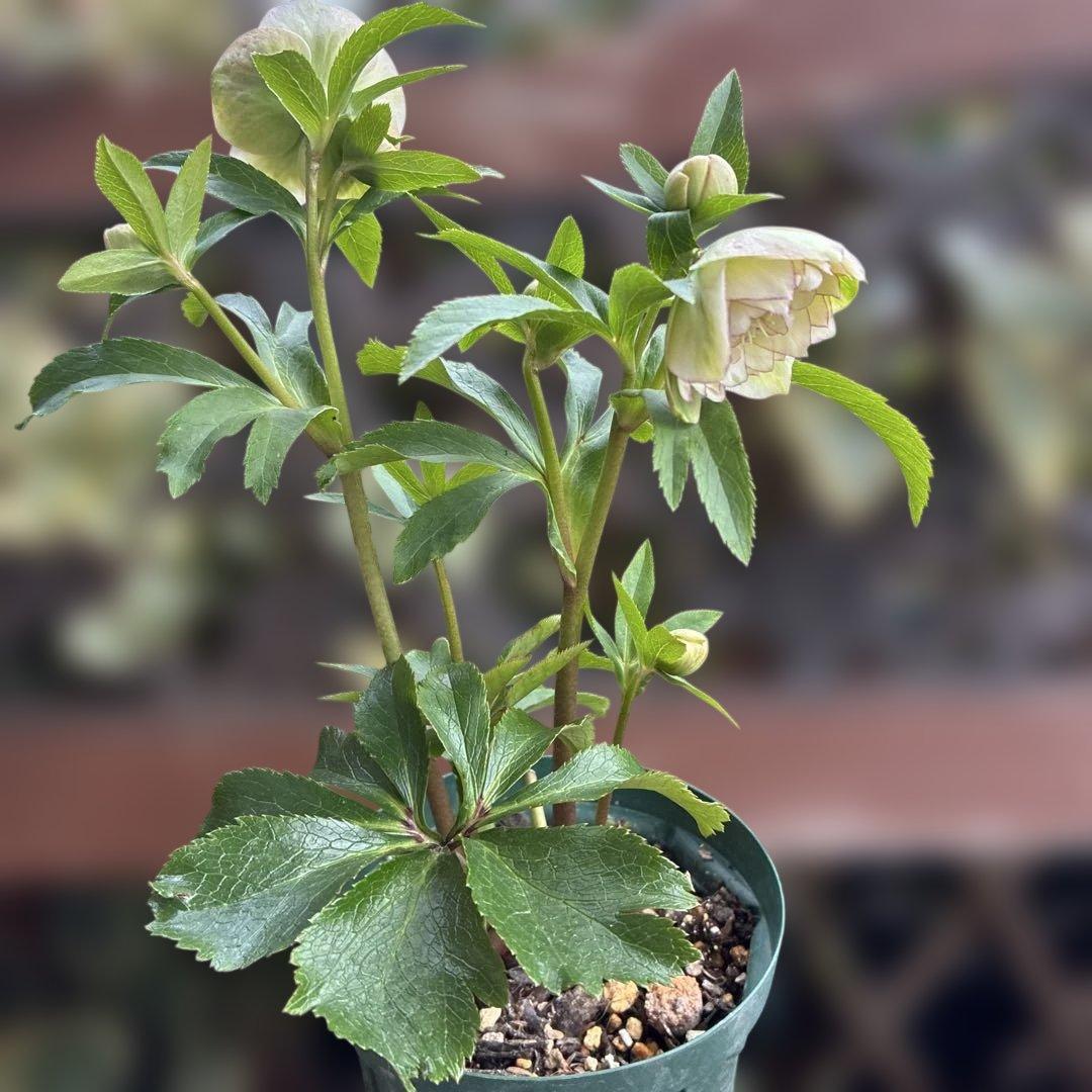 淡い緑色の八重咲き花