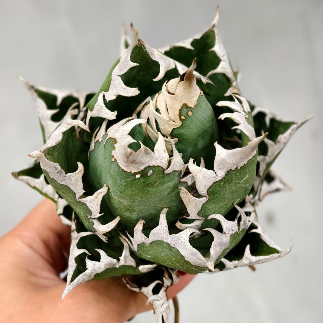 t*w様 L1344多肉植物 ガベ チタノタ 強棘 大白鲨 ホオジロザメ/検 暴