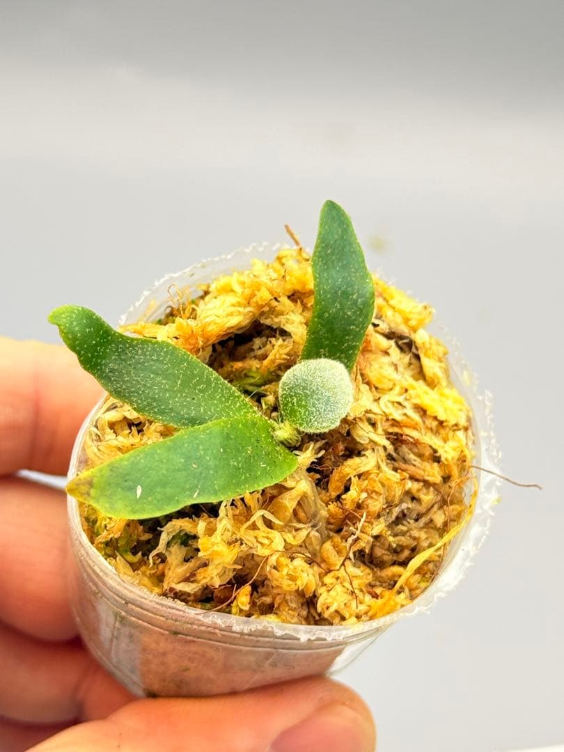 y*9様 ビカクシダ willinckii Golden Boy sporeli