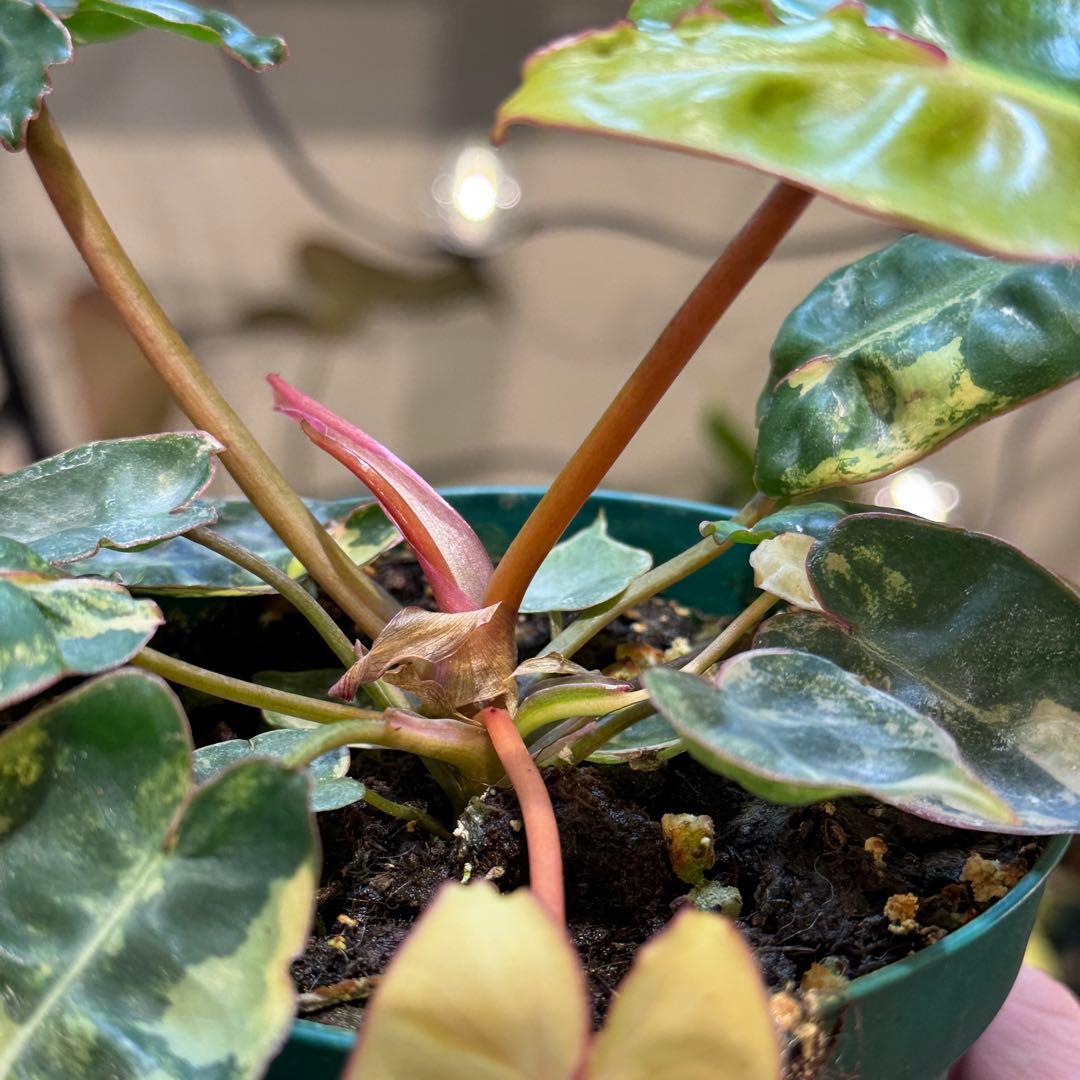 さ**様 26 フィロデンドロン　ビレッタエ　ビレッティア　斑入り　美斑