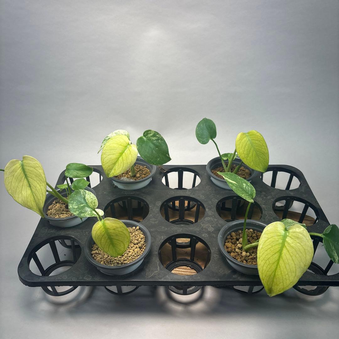 S*T様 5株セットL037【特別選抜】ホワイトモンスター／天津蘭 モンステラ斑